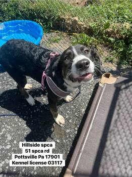 Rescue Bernese Mountain Dog and Border Collie Dogs for Adoption in Pottsville, Pennsylvania - Monarch | PetCurious