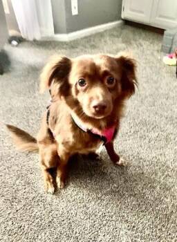 Mini Aussie/Long Haired Chi Mix - Coconut -  Chihuahua and Australian Shepherd Dog for Adoption in Omaha, Nebraska - Mini Aussie/Long Haired Chi Mix - Coconut | PetCurious