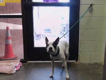 American Bulldog and Mixed Breed Dogs Available for Adoption in Tulsa, Oklahoma - KIA | PetCurious