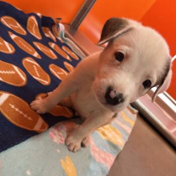 Peppa -  Mixed Breed Dog for Adoption in Tulsa, Oklahoma - Peppa | PetCurious