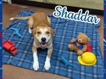 Shaddar -  Labrador Retriever and Hound Dog for Adoption in Ringwood, New Jersey - Shaddar | PetCurious
