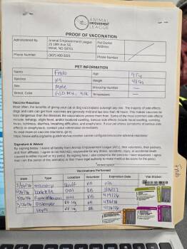 Mixed Breed Dogs Available for Adoption - Frodo 26-6935 | PetCurious