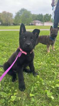 Belgian Shepherd Malinois Dogs Available for Adoption in Imlay City, Michigan - 80