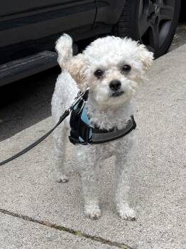 Bingo -  Maltese Dog for Adoption in Toronto, Ontario - Bingo | PetCurious