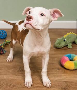 Cirrus -  American Staffordshire Terrier and Pit Bull Terrier Dog for Adoption in Carmel Hamlet, New York - Cirrus | PetCurious