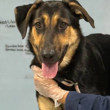 Rescue Shepherd Dogs for Adoption in Vineland, New Jersey - Stella | PetCurious
