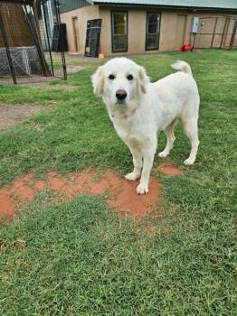 Suki -  Great Pyrenees and Golden Retriever Dog for Adoption in Deerfield, Wisconsin - Suki | PetCurious