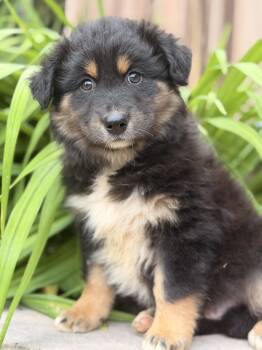 Joey -  Australian Shepherd Dog for Adoption in North Freedom, Wisconsin - Joey | PetCurious