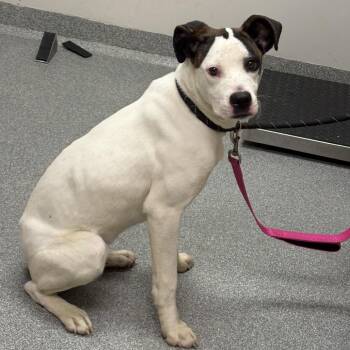East -  Mixed Breed Dog for Adoption in Batavia, Ohio - East | PetCurious
