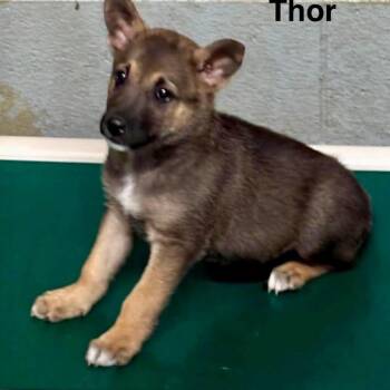 Thor Odinson -  German Shepherd Dog Dog for Adoption in Fairfax Station, Virginia - Thor Odinson | PetCurious