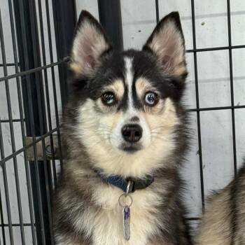 Pomeranian and Husky Dogs Available for Adoption - LIZZY | PetCurious