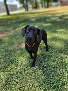 Melanie -  Cocker Spaniel Dog for Adoption in Broken Arrow, Oklahoma - Melanie | PetCurious