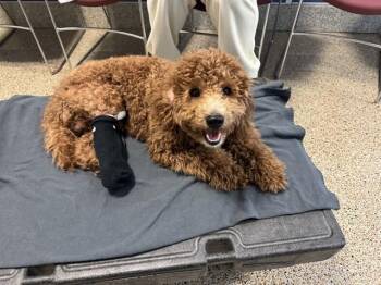 SULTAN -  Poodle Dog for Adoption in Doral, Florida - SULTAN | PetCurious