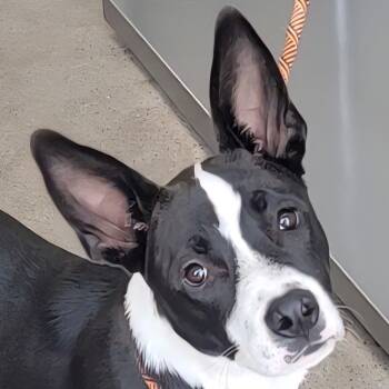 Rescue Mixed Breed Dogs for Adoption in Las Cruces, New Mexico - Fox | PetCurious