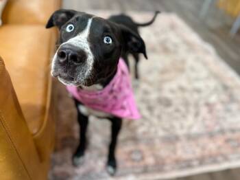 Pit Bull Terrier and Labrador Retriever Dogs Available for Adoption in Friendswood, Texas - Sissie Jane Sunshine | PetCurious