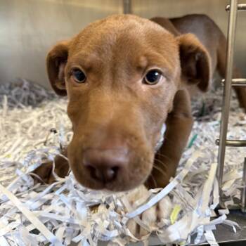 Rescue Hound Dogs for Adoption in Jacksonville, Arkansas - Edwin | PetCurious