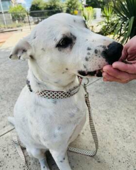 Rescue Australian Cattle Dog Blue Heeler Dogs for Adoption in VERNON ROCKVL, Connecticut - Pongo | PetCurious