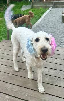 Standard Poodle Dogs Available for Adoption in Portland, Oregon - Lady Gaga | PetCurious