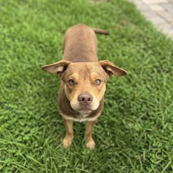 Boston -  Labrador Retriever and Terrier Dog for Adoption in Fairfield, Connecticut - Boston | PetCurious