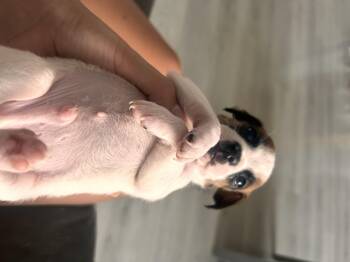 Kiwi -  Chihuahua and Mixed Breed Dog for Adoption in Severance, Colorado - Kiwi | PetCurious