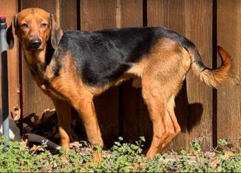 Beagle Dogs Available for Adoption - Harry | PetCurious