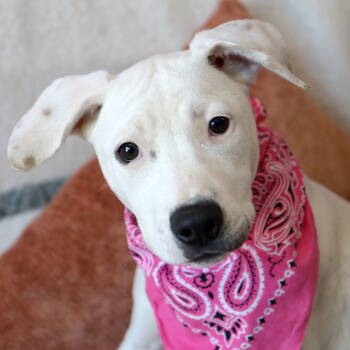 Rescue American Bulldog Dogs for Adoption in Kansas City, Missouri - Aries | PetCurious