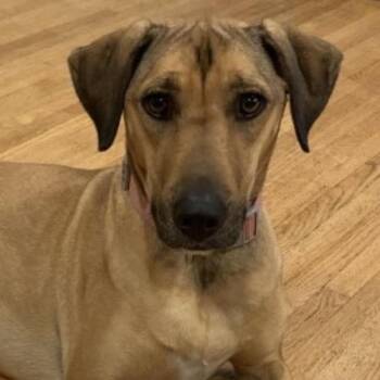 Luna Moon D11559 -  Rhodesian Ridgeback and Mixed Breed Dog for Adoption - Luna Moon D11559 | PetCurious