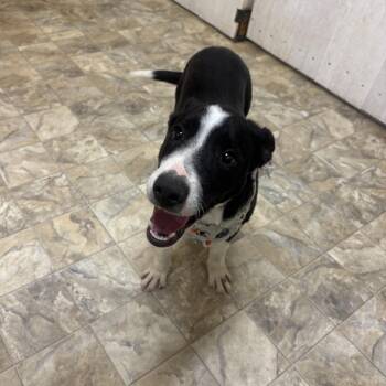 Rescue Terrier Dogs for Adoption in Pilot Point, Texas - Blade | PetCurious