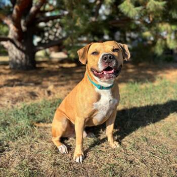 Smooshy -  Pit Bull Terrier Dog for Adoption in Fargo, North Dakota - Smooshy | PetCurious