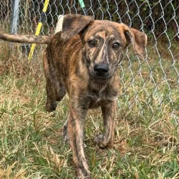 Luke -  Mixed Breed Dog for Adoption in Madison, Wisconsin - Luke | PetCurious