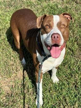 Rescue American Bulldog Dogs for Adoption in Fort Lauderdale, Florida - PUJO | PetCurious
