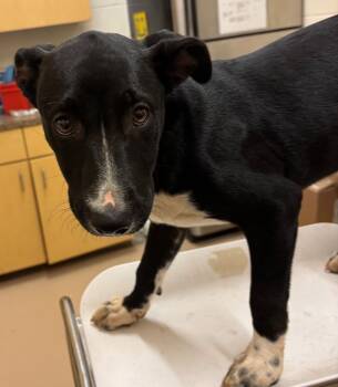 Rescue Border Collie Dogs for Adoption in Elizabethton, Tennessee - BINGO | PetCurious