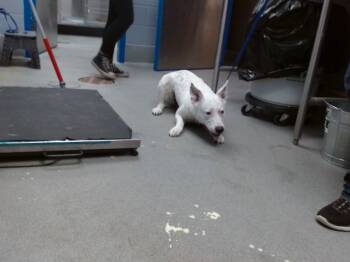 Rescue Pit Bull Terrier and Mixed Breed Dogs for Adoption in Albuquerque, New Mexico - ALI | PetCurious