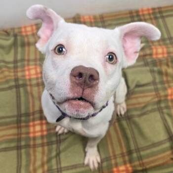 Margaret -  Pit Bull Terrier Dog for Adoption in Columbia, Missouri - Margaret | PetCurious