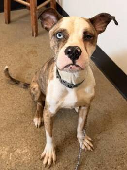 Swashbuckler -  Boxer Dog for Adoption in Cleveland, Ohio - Swashbuckler | PetCurious