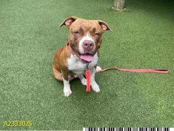 PEACH -  Mixed Breed Dog for Adoption in West Palm Beach, Florida - PEACH | PetCurious