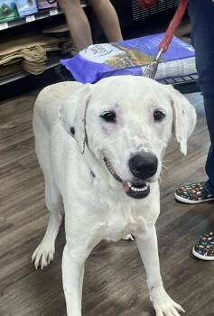 Rescue Labrador Retriever and Australian Cattle Dog Blue Heeler Dogs for Adoption in Horn Lake, Mississippi - Bashful | PetCurious