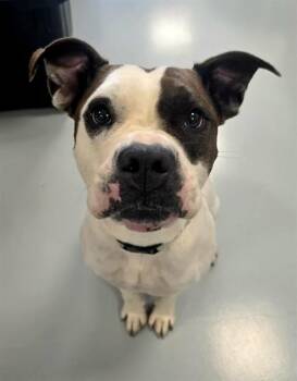 MIMI -  American Bulldog Dog for Adoption in Ocala, Florida - MIMI | PetCurious