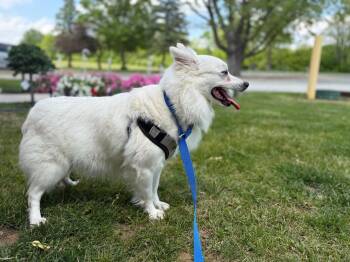 Ella -  American Eskimo Dog Dog for Adoption in Syracuse, Indiana - Ella | PetCurious