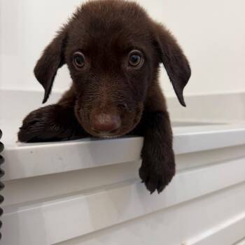Cedar -  Labrador Retriever Dog for Adoption in Baton Rouge, Louisiana - Cedar | PetCurious