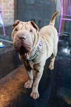 Sharpie -  Shar Pei Dog for Adoption in Tucson, Arizona - Sharpie | PetCurious