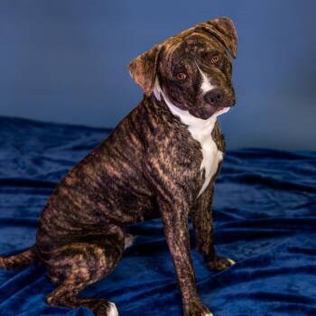 Pit Bull Terrier Dogs Available for Adoption in Wilmington, Delaware - Veeze | PetCurious