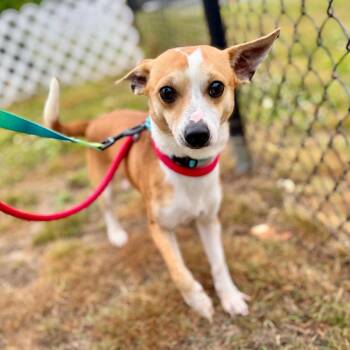 Solo -  Mixed Breed Dog for Adoption in New York, New York - Solo | PetCurious