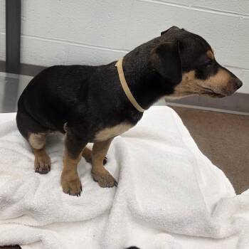 Terrier Dogs Available for Adoption in Chattanooga, Tennessee - Yaya | PetCurious