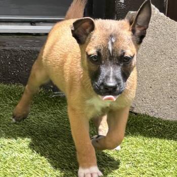 Chicken 7502 -  Labrador Retriever and Mixed Breed Dog for Adoption in Loxahatchee Groves, Florida - Chicken 7502 | PetCurious