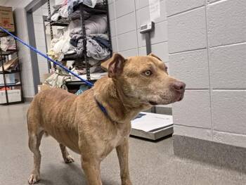 Pit Bull Terrier and Mixed Breed Dogs Available for Adoption - GINO | PetCurious