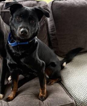 Mixed Breed Dogs Available for Adoption in Chelmsford, Massachusetts - Seamus Ronan  | PetCurious