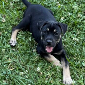 Shepherd and Mixed Breed Dogs Available for Adoption in Chesapeake, Virginia - Page | PetCurious