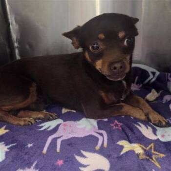 Chihuahua and Mixed Breed Dogs Available for Adoption in El Paso, Texas - 60970194 | PetCurious