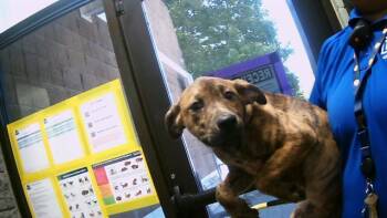 Rescue Pit Bull Terrier and Mixed Breed Dogs for Adoption in Tulsa, Oklahoma - KING KYLE | PetCurious